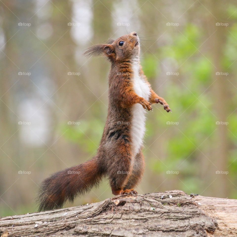 Standing red squirrel portrait close-up in the forest