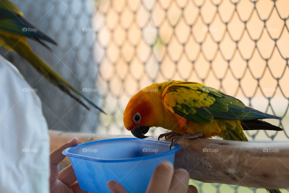 Bird, Parrot, No Person, Wildlife, One