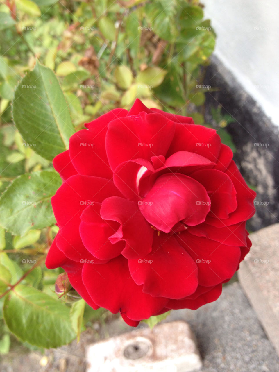 sweden garden flower macro by liselott