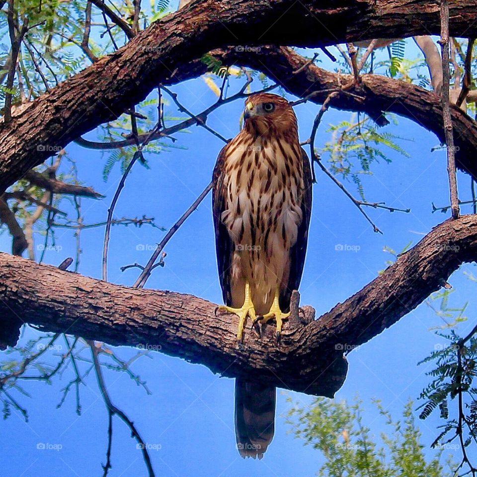 Hawk in a mesquite tree 