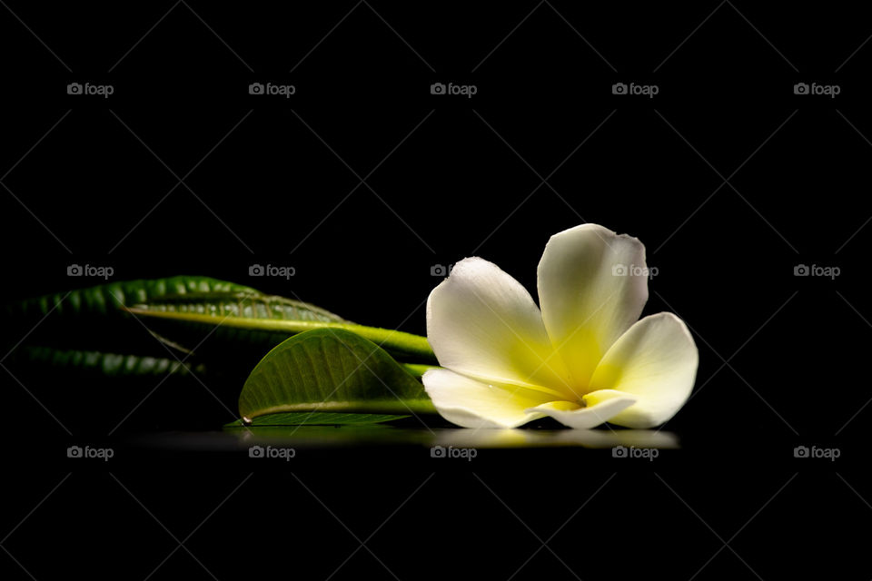 Frangipani flowers in Thailand