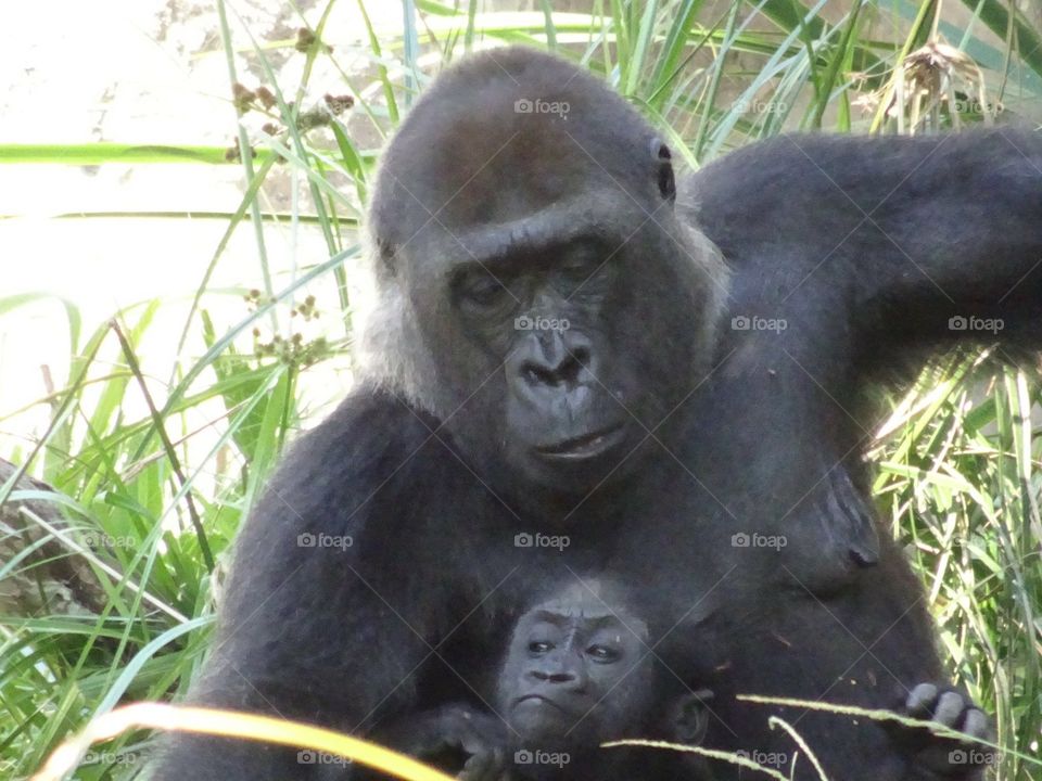 Gorilla Mom and Baby