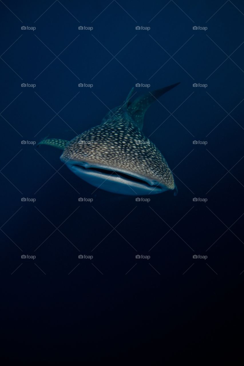 approaching whale shark