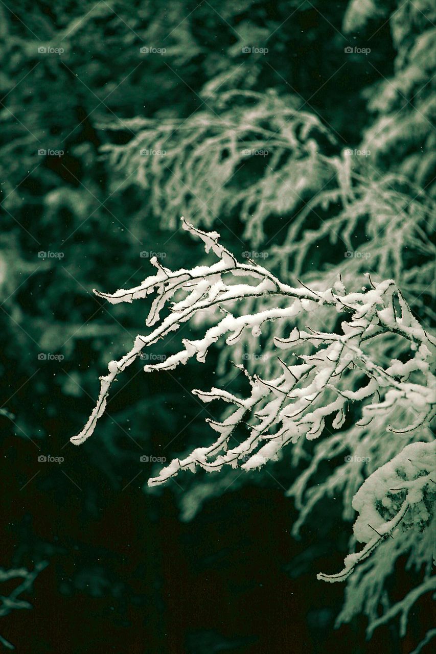 Frozen branch 