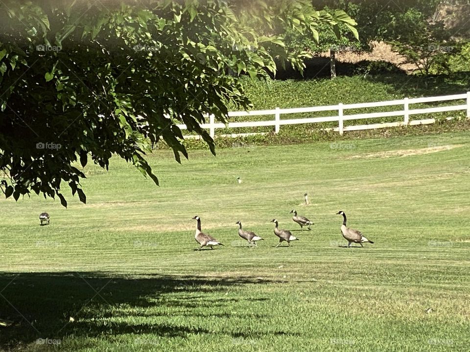 A family of geese cross a large yard and lawn together. 