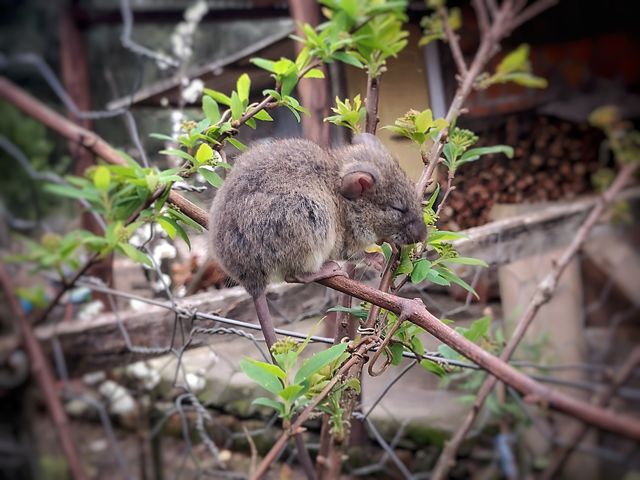 little mouse on the tree