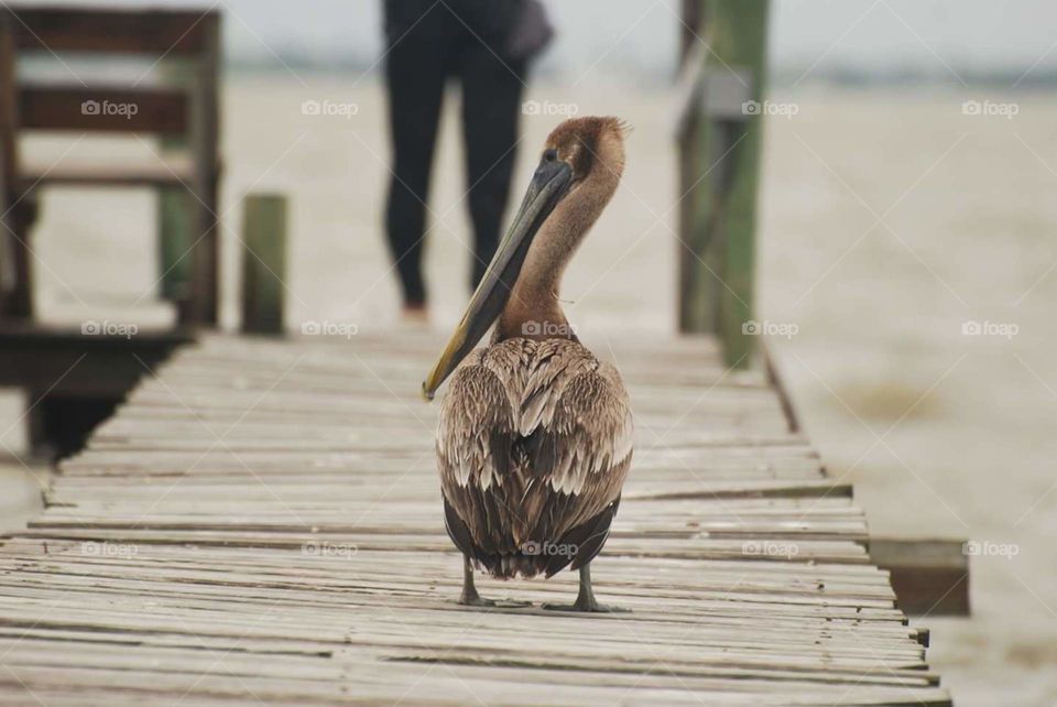 Water, No Person, Nature, Bird, Outdoors