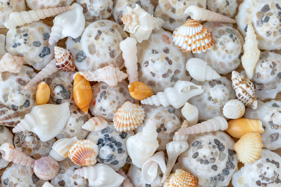 Pretty seashells at the beach, closeup