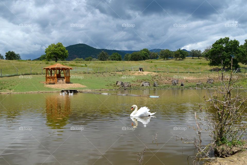 Mission Birds&Bees - Nature in Motion