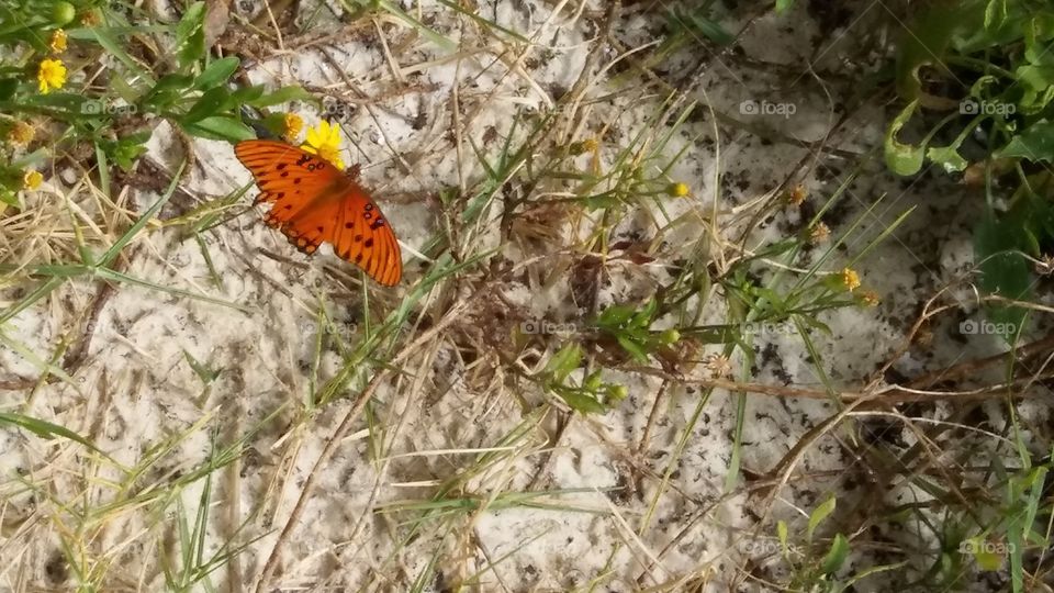 Butterfly in the wind