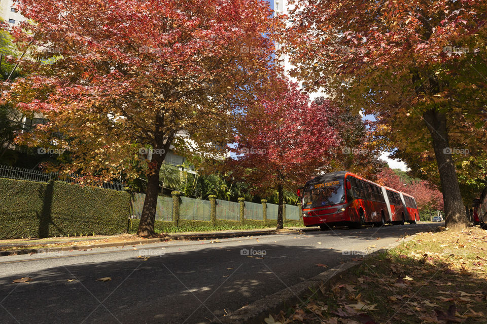 Moods of autumn - Curitiba Parana Brazil.