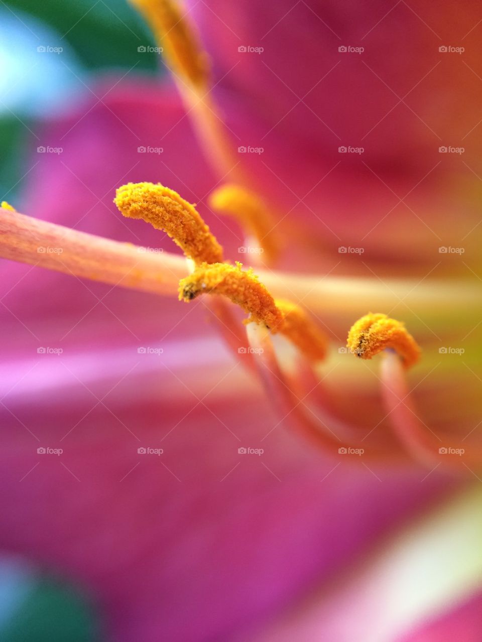 Olloclip flower 