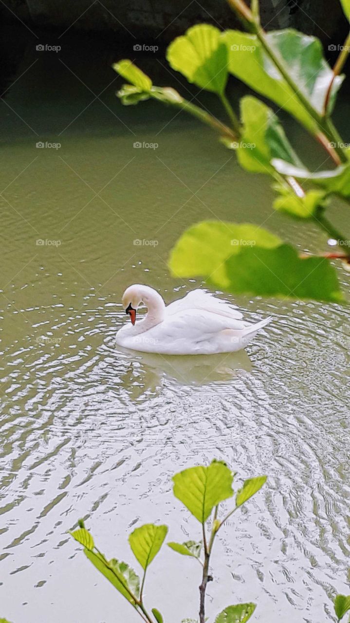 Beauty swan