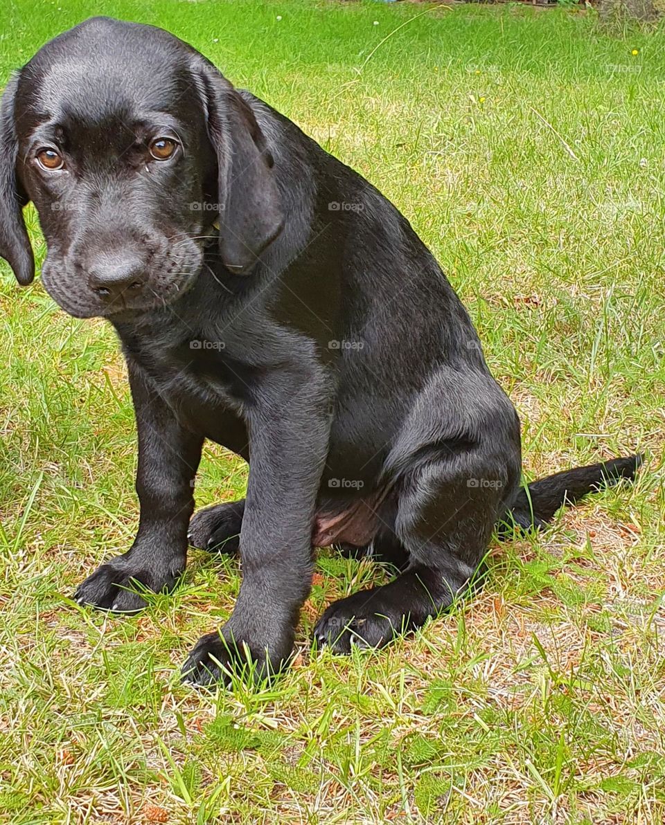 labrador sitting on green gras, Baby dog, puppy in black