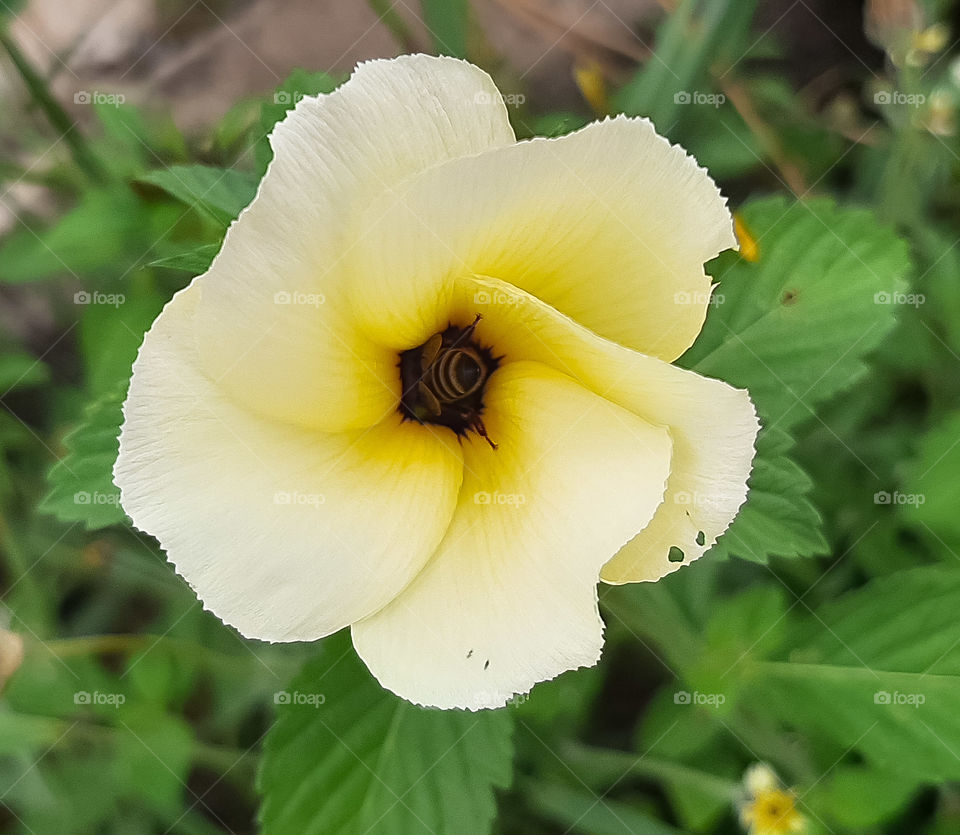 bee inside the flower