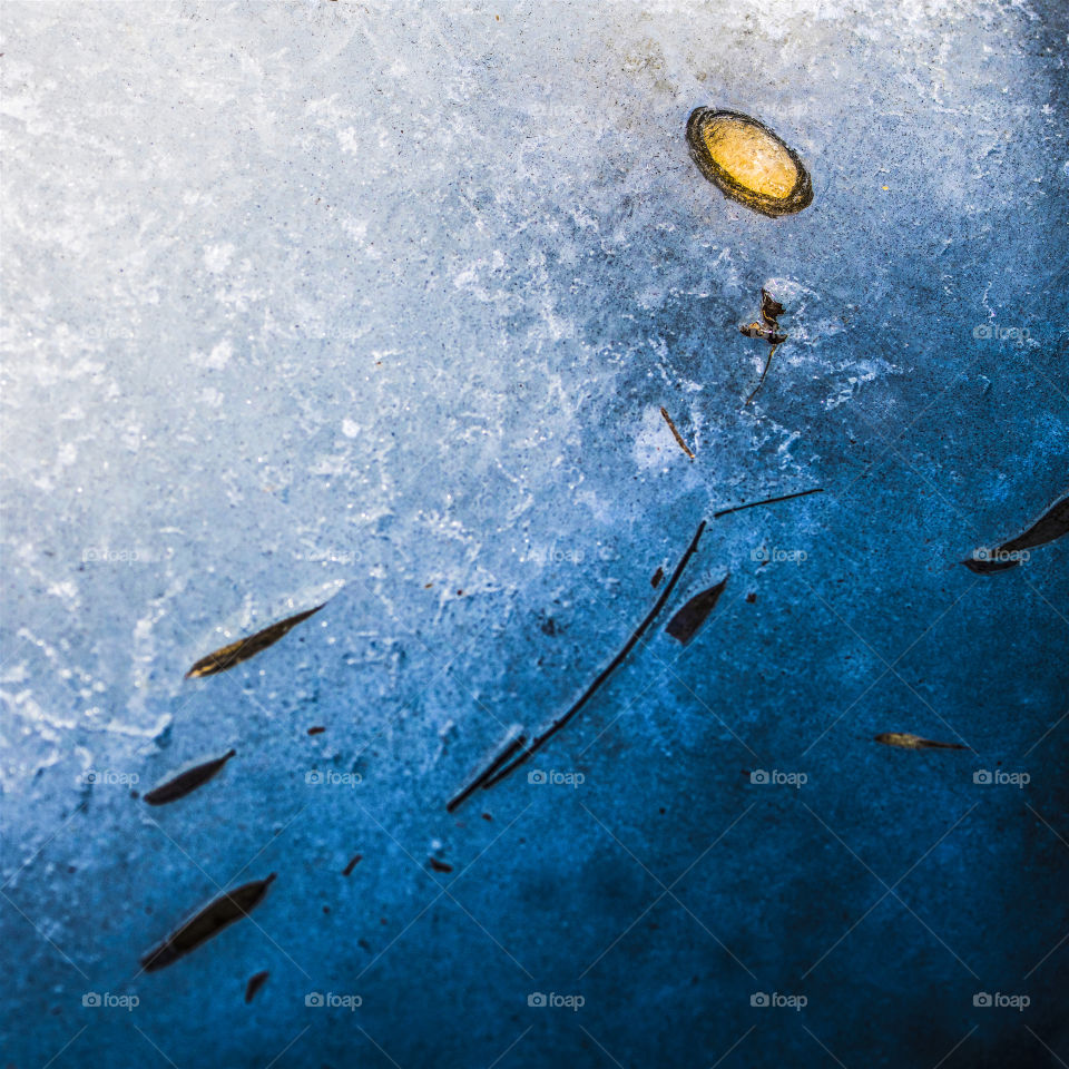 lonely leaf in winter