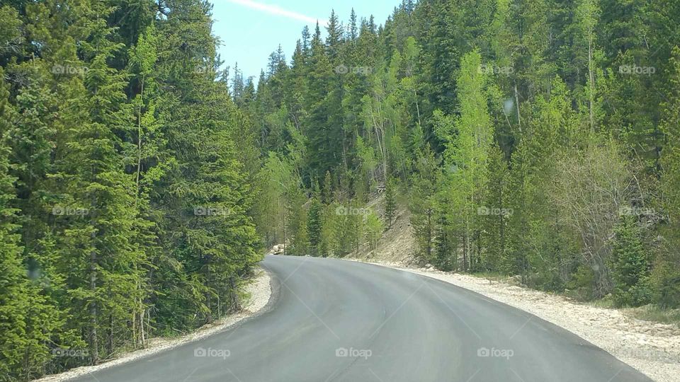 Tree lined road