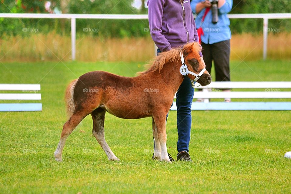 Pony foal at show