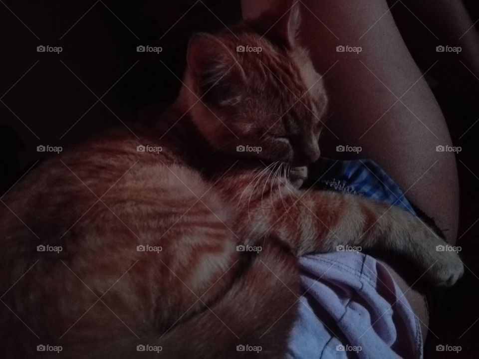 cute kitten sleeping