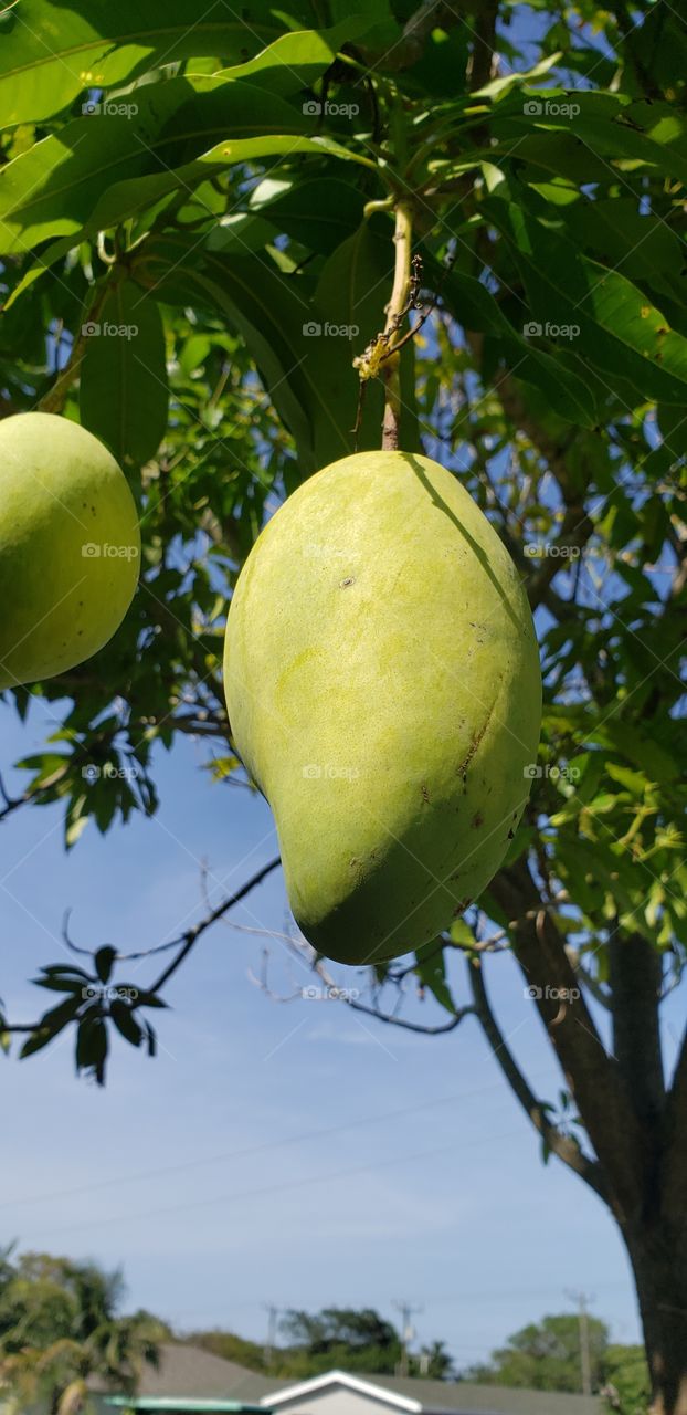 Mango season and nutritious.