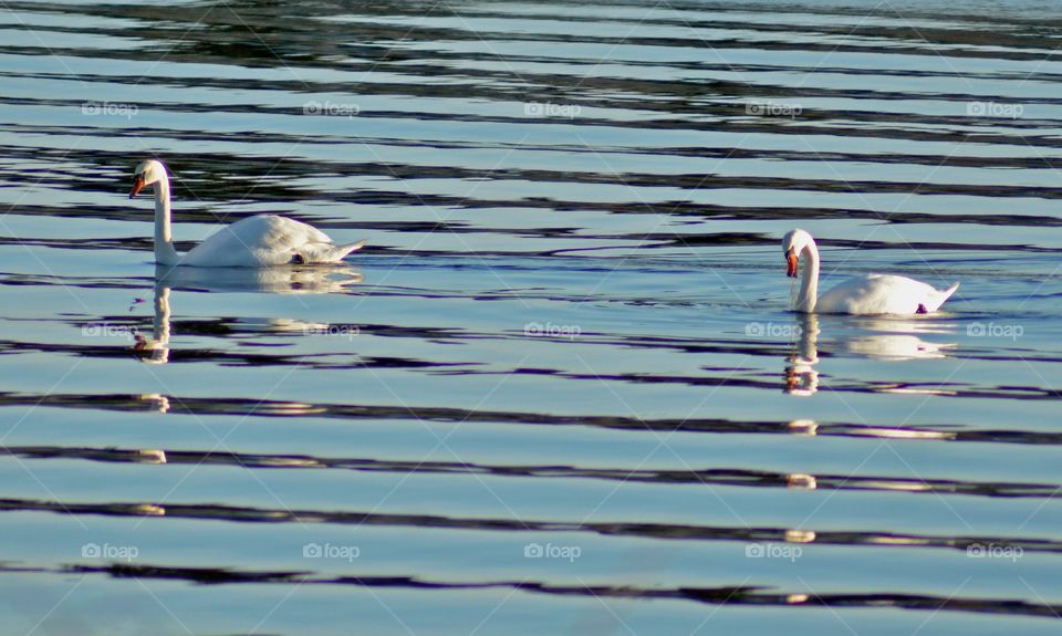 Swans in waves