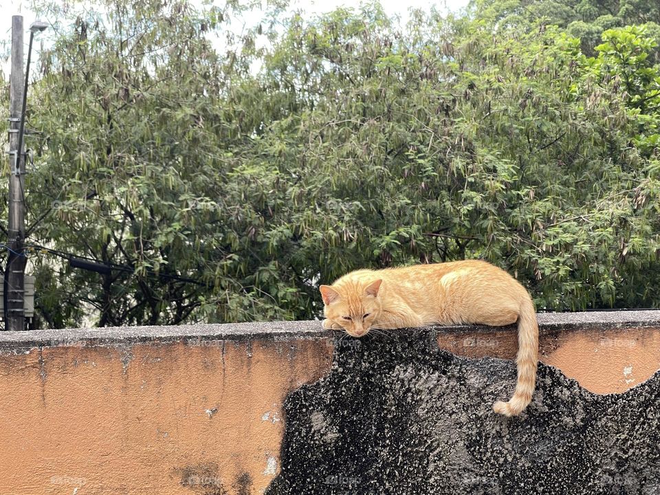 Cat sleeping on the low old wall.