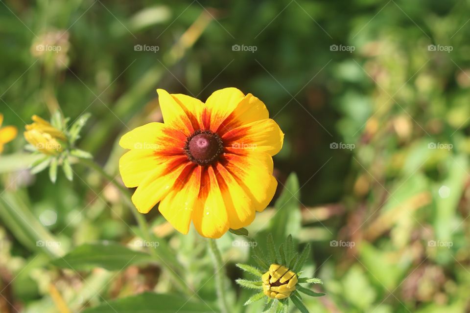 Summer flower