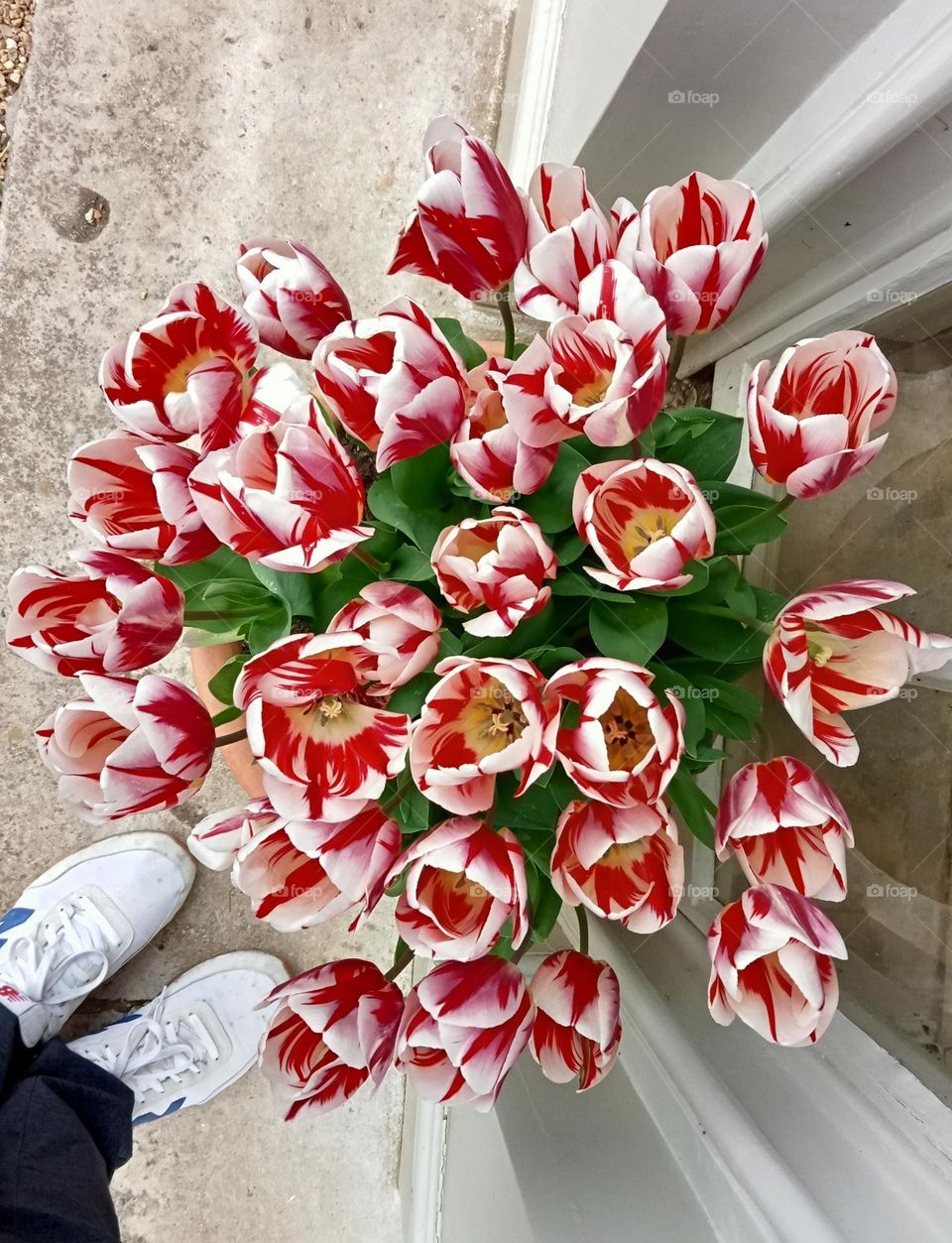 tulips