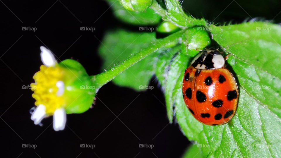 Lady bug on leaf