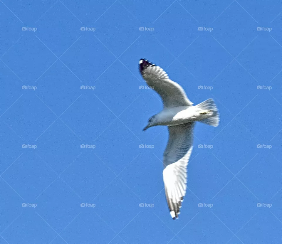 Fly