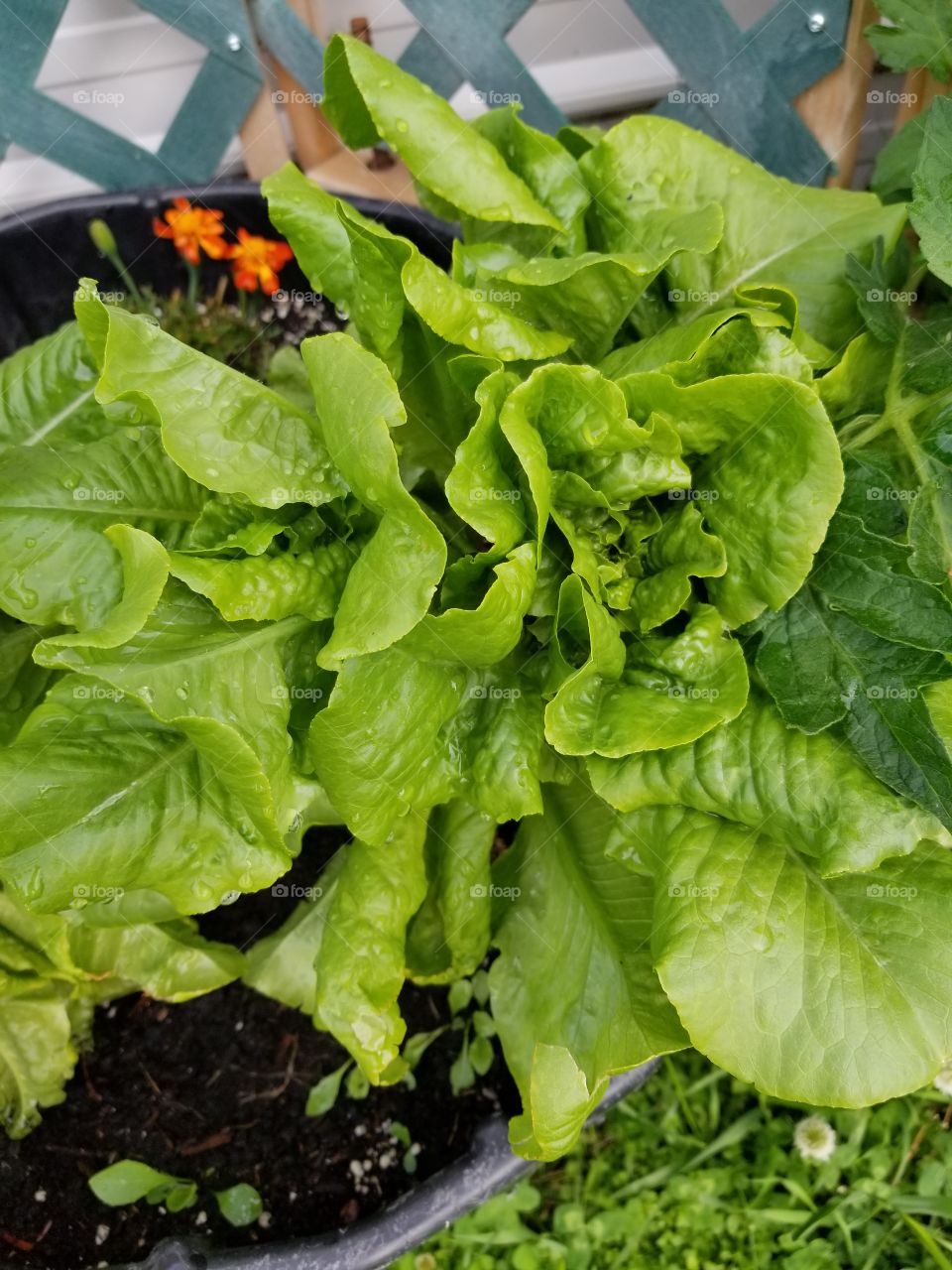 Super healthy lettuce, July harvest in raised planter.