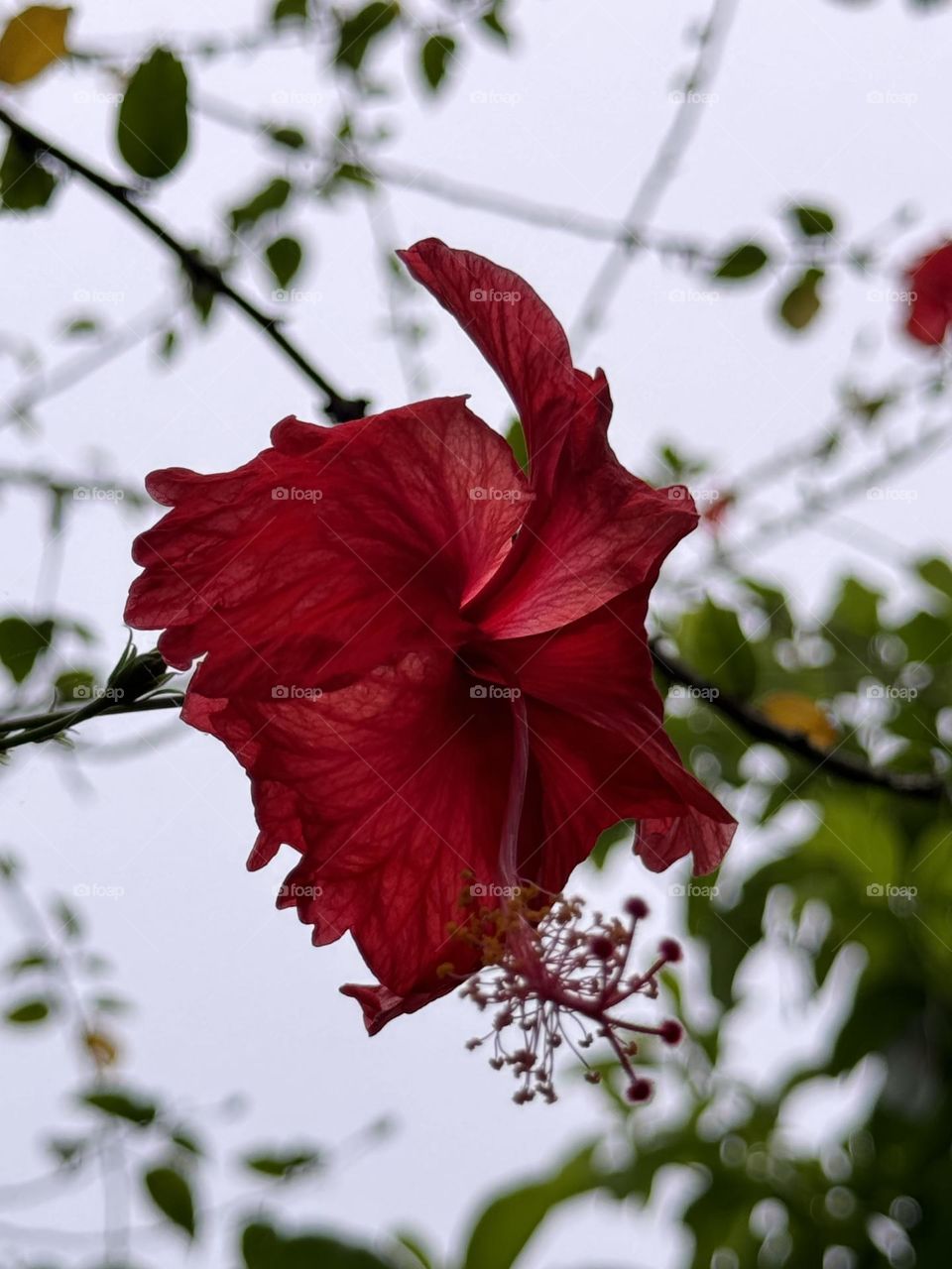 Hibiscus 🌺