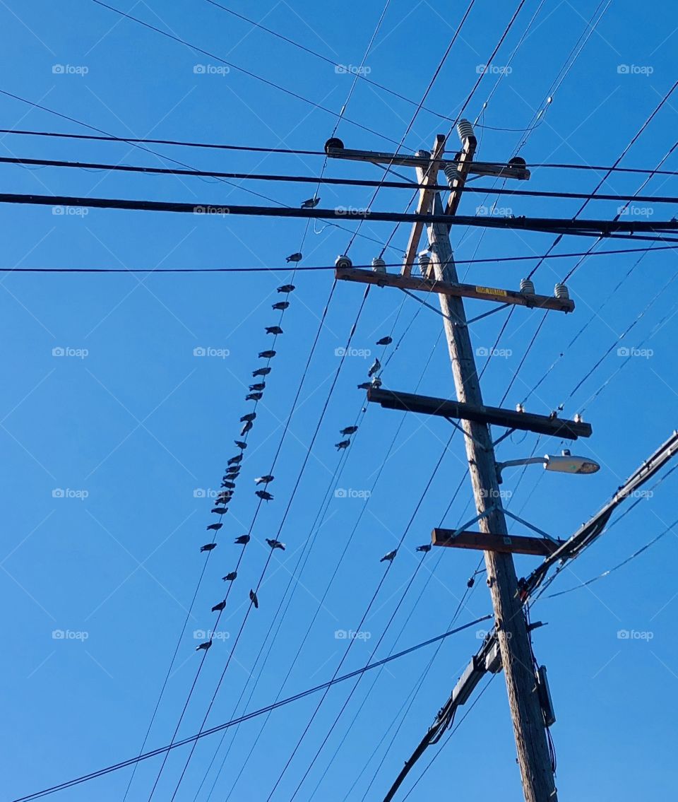 Pigeons on the telephone pole