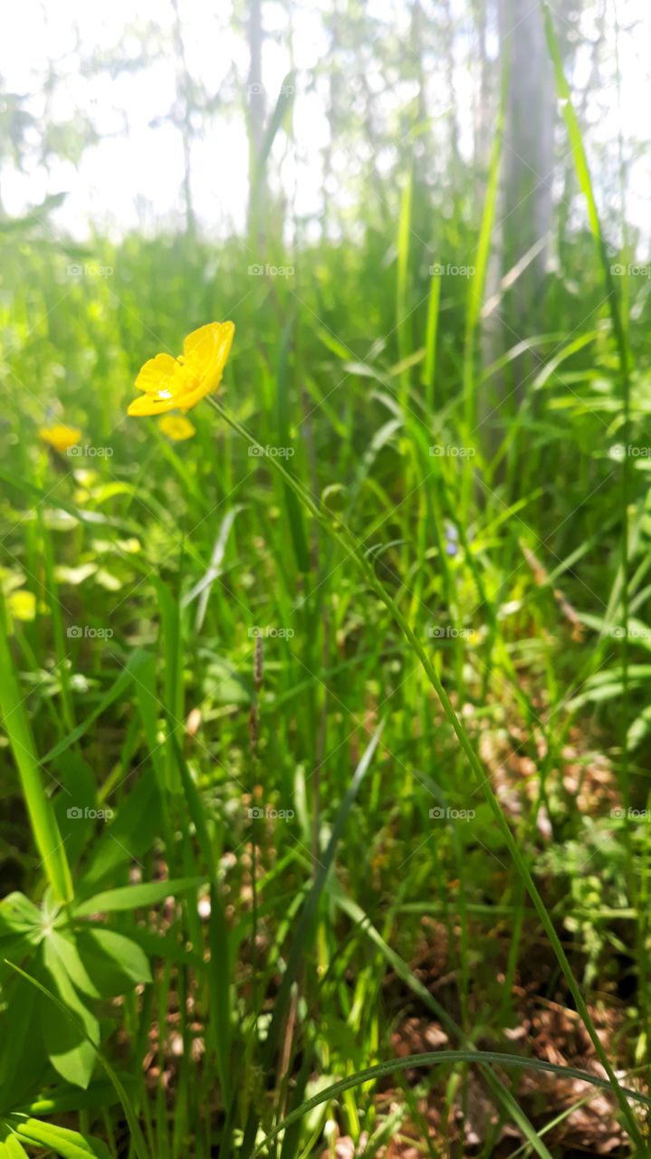 yellow flower in field