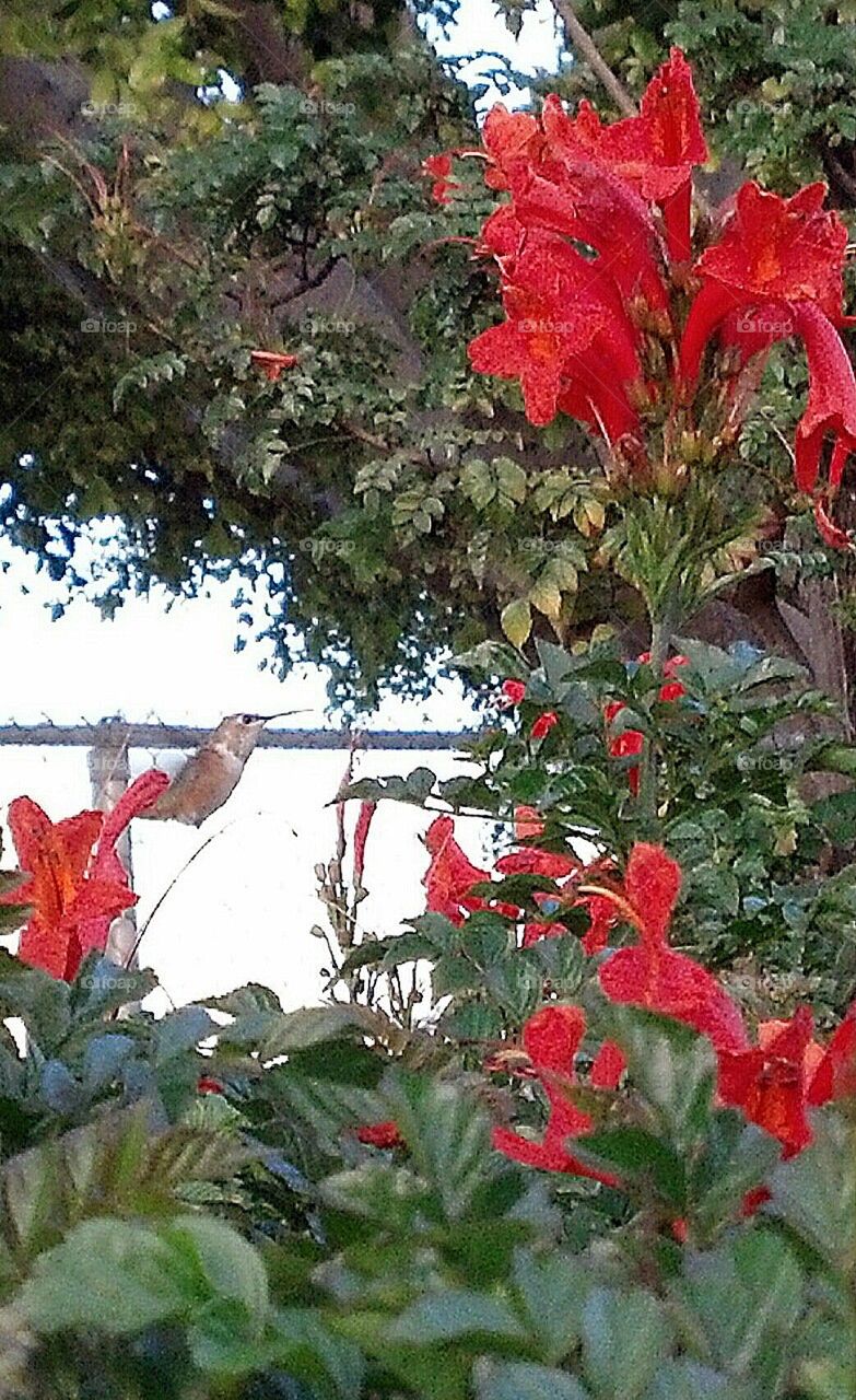 hummingbird & flower