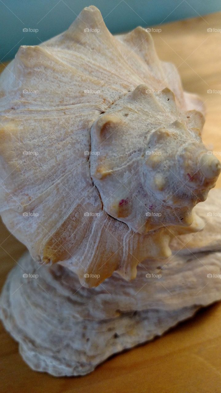 Seashelld