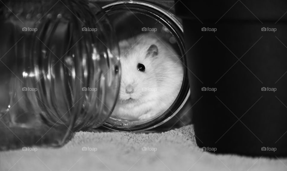 hamster