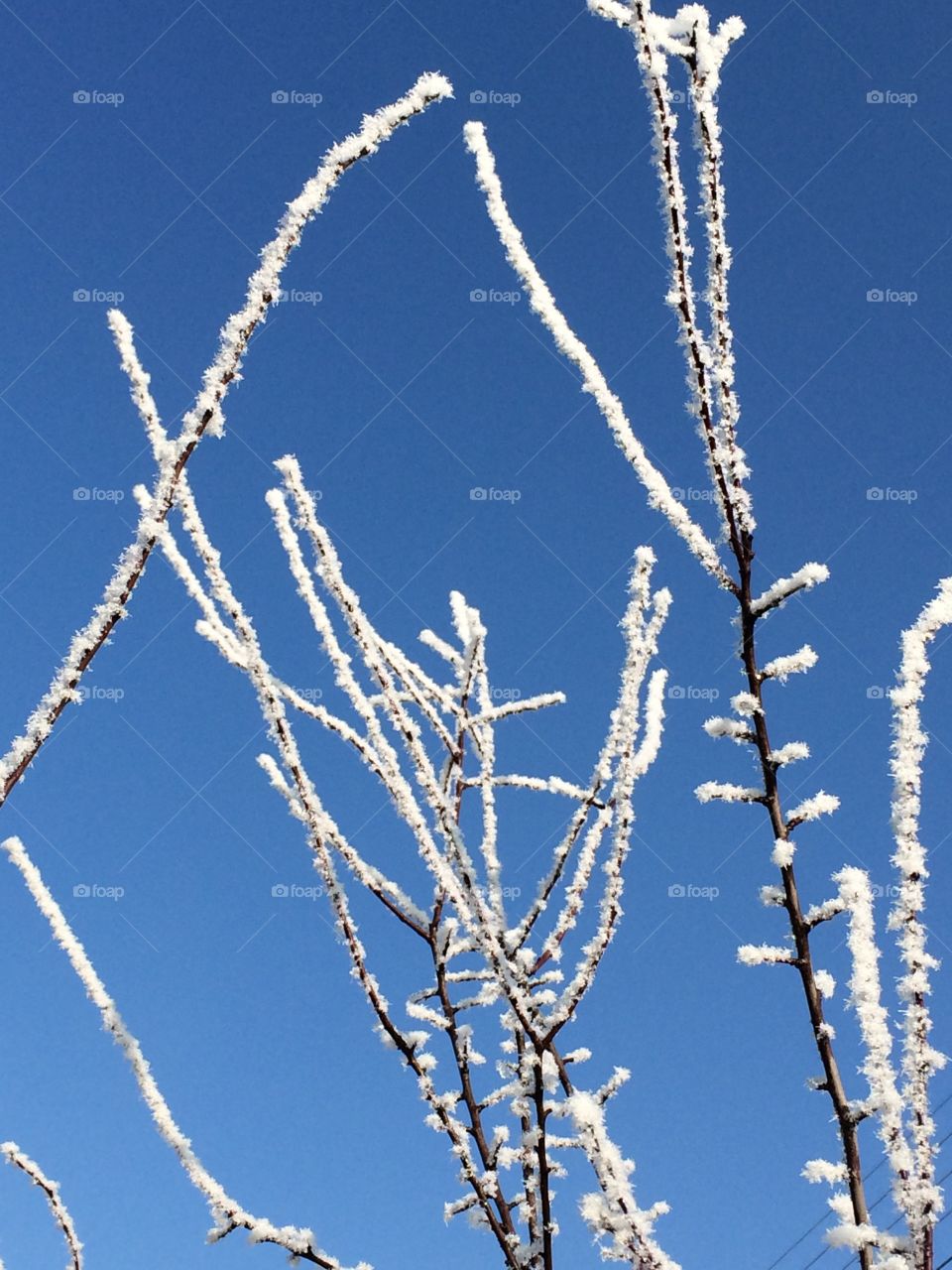 Winter on tree