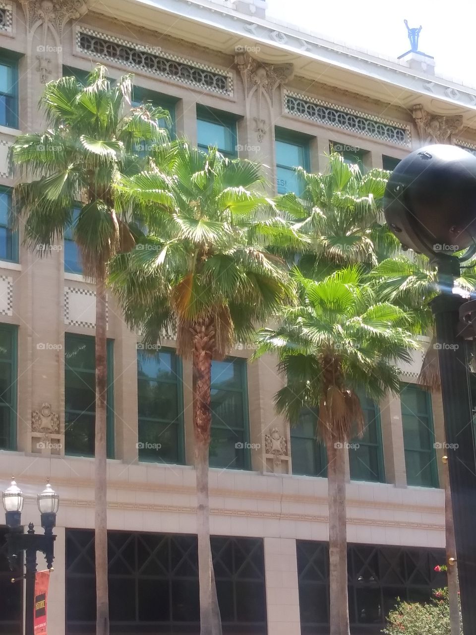 Florida Sunshine and Palm Trees Downtown