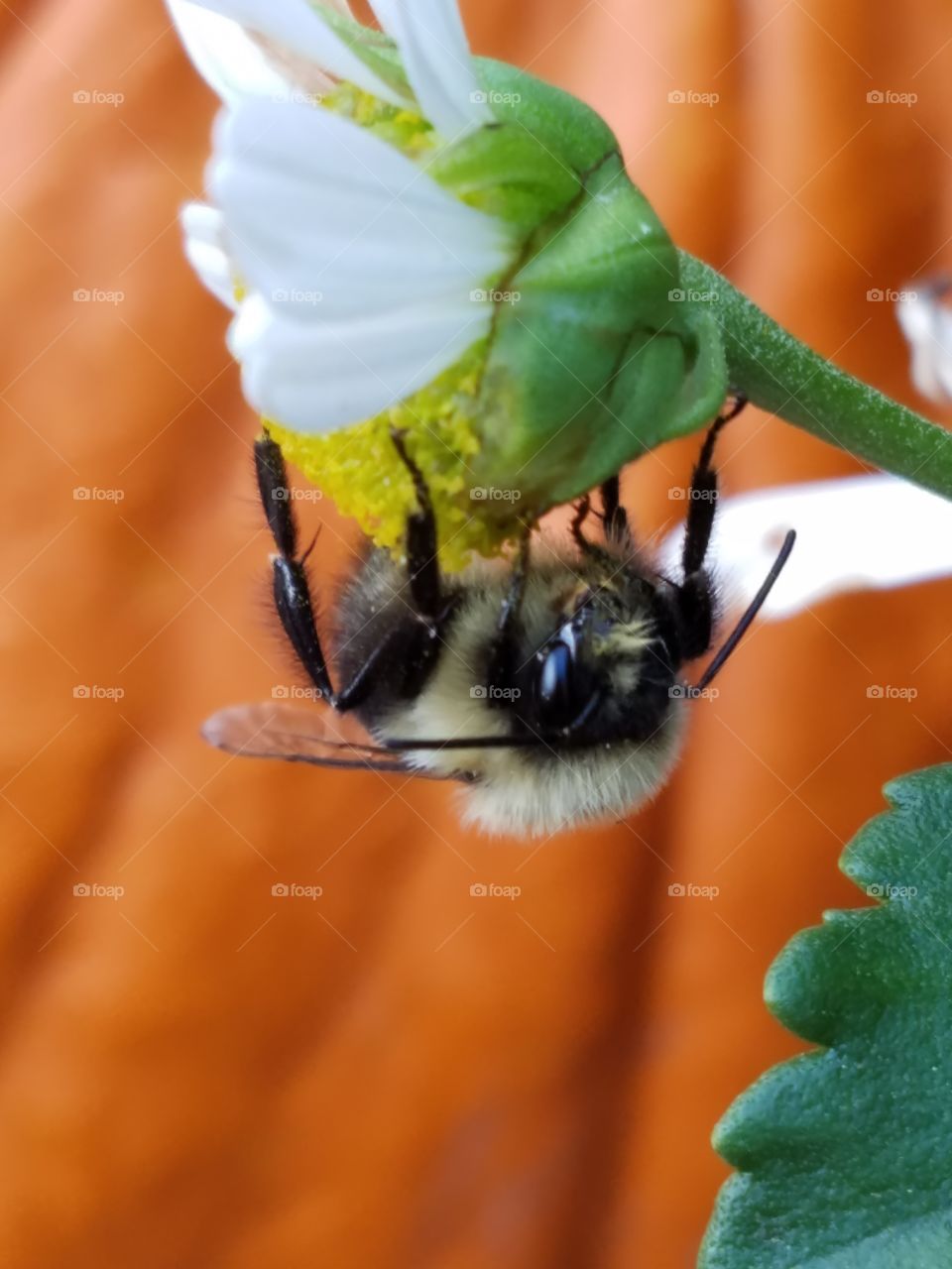 honey bee gathers pollen