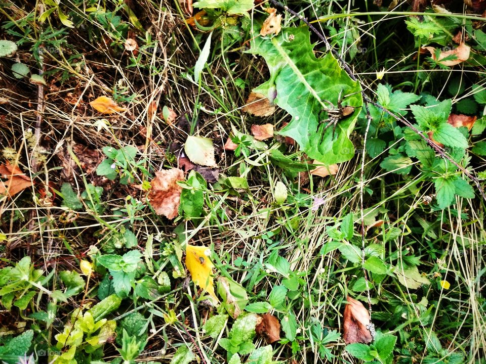 leaves, grass, spider