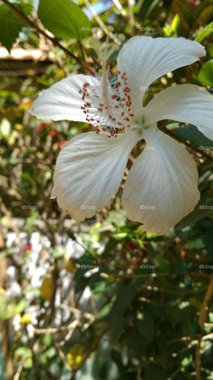 Nature's beauty - flower