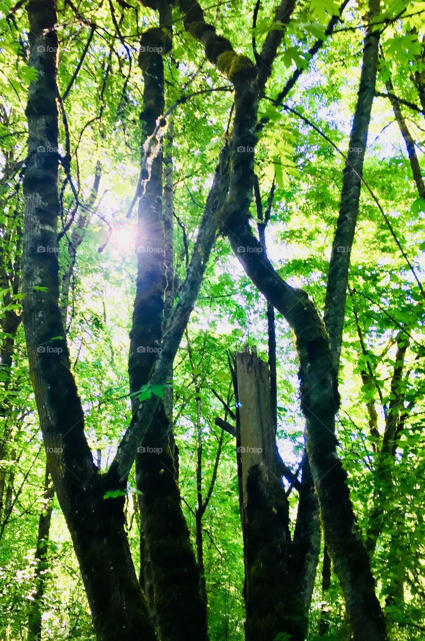Sunlight through trees
