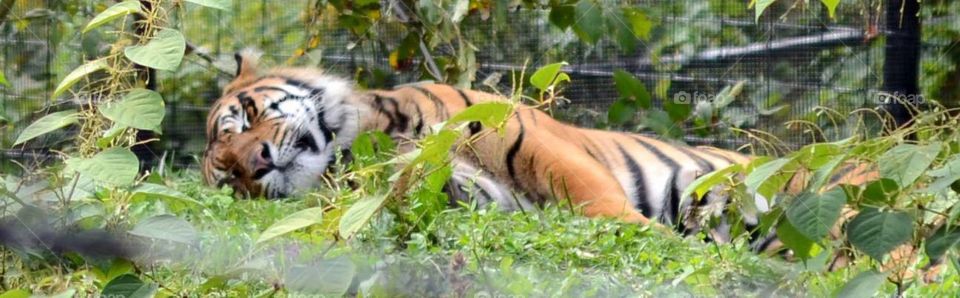 The Toronto Zoo, Toronto, Ontario, Canada