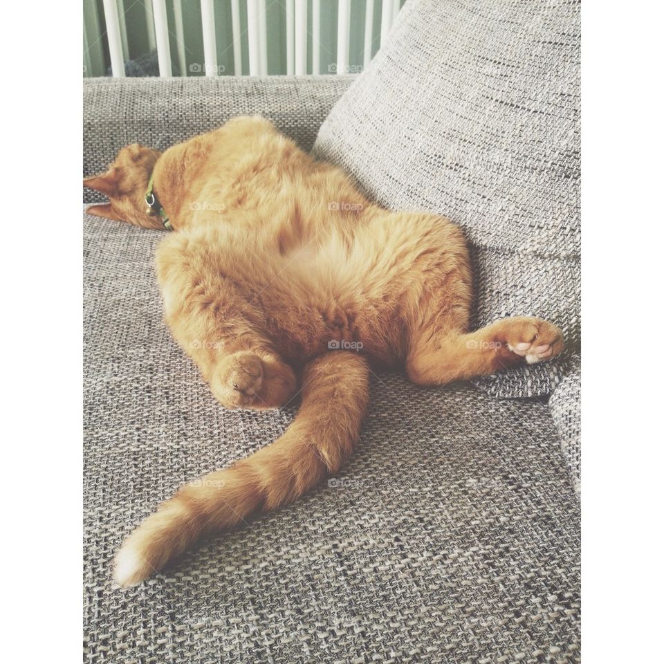 Inappropiate cat pose