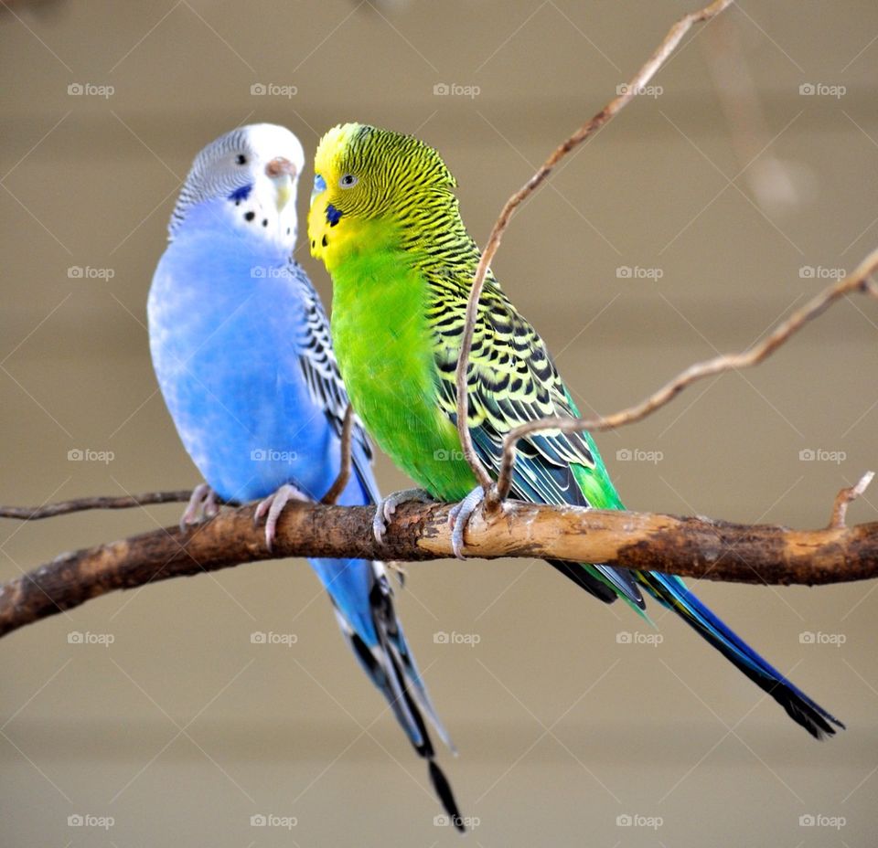 Budgies