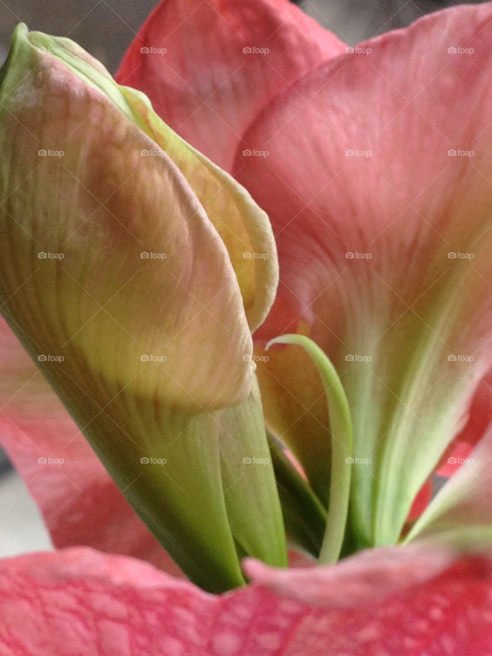 pink flower christmas plant by cabday