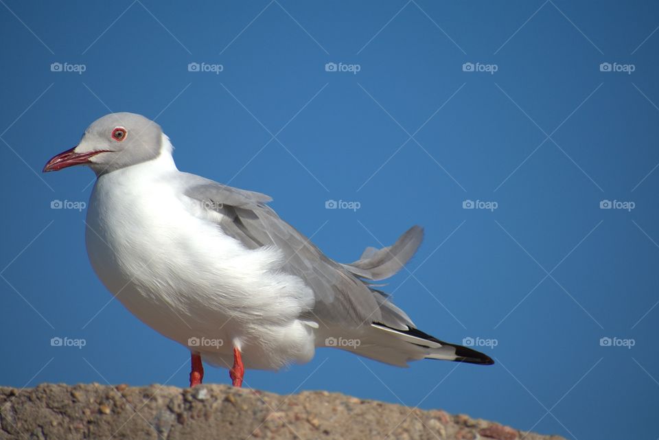 Red Billed Seagull