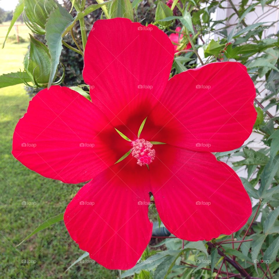 Mom's Hibiscus . Hibiscus bloom from mom's side yard in Daisy, Oklahoma.