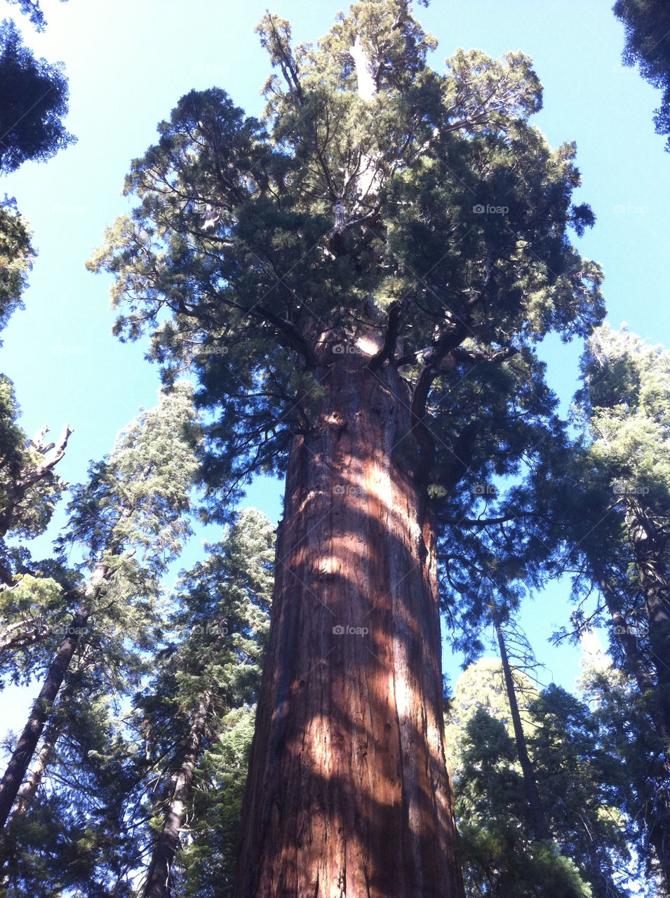 trees tall ancient logs by sabont